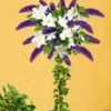 Buddleia Stammetje Met Clematis -Kleuren Tuin Verkoopwinkel 8973641613342