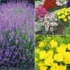 Winterharde Vaste Planten 'Bijenweide' -Kleuren Tuin Verkoopwinkel 8973643481118