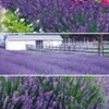 Lavendel Collectie -Kleuren Tuin Verkoopwinkel 8973655277598