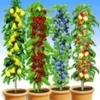 Zuilfruit Collectie -Kleuren Tuin Verkoopwinkel 8973753483294