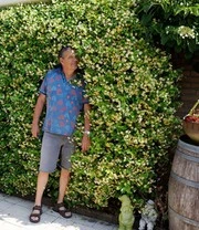 Winterharde Jasmijn 'Star Of Toscane®' 6 Winterharde Jasmijn 'Star Of Toscane®' - Afbeelding 4