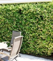 Winterharde Jasmijn 'Star Of Toscane®' 7 Winterharde Jasmijn 'Star Of Toscane®' - Afbeelding 5