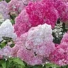 Tuinhortensia 'Vanille Fraise®' -Kleuren Tuin Verkoopwinkel 8974081622046