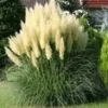 Pampasgras 'Evita' 3-liter Container -Kleuren Tuin Verkoopwinkel 8974227669022