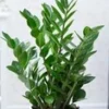 Zamioculcas -Kleuren Tuin Verkoopwinkel 8974234746910