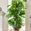 Monstera - Gatenplant Ca. 60-70 Cm Hoog 2 Monstera - Gatenplant Ca. 60-70 Cm Hoog -Kleuren Tuin Verkoopwinkel 8974589591582