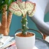 Euphorbia Lactea Cristata -Kleuren Tuin Verkoopwinkel 8974949384222