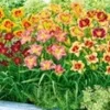 Daglelie Mix 'Zomerdroom' -Kleuren Tuin Verkoopwinkel 8976028631070