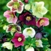 Kerstrozen Mix 'Winter Dreams' -Kleuren Tuin Verkoopwinkel 8976030728222