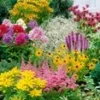 Vaste Planten Collectie 'Zomerwind' -Kleuren Tuin Verkoopwinkel 8976031383582