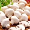 Witte Champignons (kweekset) -Kleuren Tuin Verkoopwinkel 8977604214814