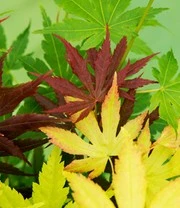 Japanse Esdoorn '3 Kleuren Festival' 5 Japanse Esdoorn '3 Kleuren Festival' - Afbeelding 3