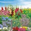 Vaste Planten 'Boerentuin' -Kleuren Tuin Verkoopwinkel 8979128418334