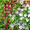 Clematis Trio -Kleuren Tuin Verkoopwinkel 8979186253854