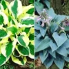 Reuze Hosta Collectie Voor Een Voordeelprijs -Kleuren Tuin Verkoopwinkel 8987155988510