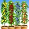 Zuilfruit Collectie -Kleuren Tuin Verkoopwinkel 8989001383966