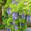 Blauwe Regen 'Blue Moon' -Kleuren Tuin Verkoopwinkel 8989002170398