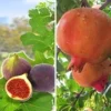 Exotisch Fruit -Kleuren Tuin Verkoopwinkel 8989393387550