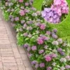 Hortensia Haag 'Forever & Ever®' Hortbux® -Kleuren Tuin Verkoopwinkel 8990332223518