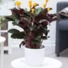 Calathea Crocata -Kleuren Tuin Verkoopwinkel 8992375406622