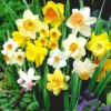 '100 Dagen' Narcissen Mix -Kleuren Tuin Verkoopwinkel 8992658227230