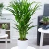 Areca Palm Ca. 60-70 Cm Hoog -Kleuren Tuin Verkoopwinkel 8992658718750