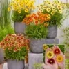 Coreopsis 'Solar® Mix' -Kleuren Tuin Verkoopwinkel 8999213662238