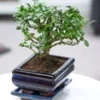 Bonsai Carmona 'Fukientee' Incl. Schaal -Kleuren Tuin Verkoopwinkel 9000051867678