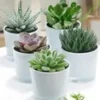 Succulenten Collectie Van 5 Incl. Glazen Sierpot -Kleuren Tuin Verkoopwinkel 9000409563166