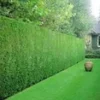 Leyland Cipres Haag 50 Planten -Kleuren Tuin Verkoopwinkel 9000723087390