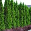Thuja Smaragd 10 Planten -Kleuren Tuin Verkoopwinkel 9000738586654