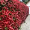 Glansmispel 'Red Robin' 20 Planten -Kleuren Tuin Verkoopwinkel 9000742551582
