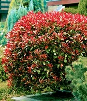 Glansmispel 'Red Robin' 20 Planten 5 Glansmispel 'Red Robin' 20 Planten - Afbeelding 3