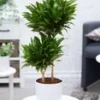 Dracena 'Compacta' Ca. 55 Cm Hoog -Kleuren Tuin Verkoopwinkel 9000886501406