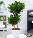 Dracena 'Compacta' Ca. 55 Cm Hoog