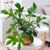 Philodendron 'Florida Green' -Kleuren Tuin Verkoopwinkel 9001469706270