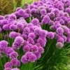 Geurende Allium 'Millenium' 1 Geurende Allium 'Millenium' -Kleuren Tuin Verkoopwinkel 9002693558302