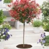 Groenblijvende Photinia Stammetje 'Little Red Robin®' -Kleuren Tuin Verkoopwinkel 9004238209054