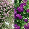 Collectie: Ramblerrozen 'blauw En Roze' -Kleuren Tuin Verkoopwinkel 9011911426078