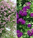 Collectie: Ramblerrozen 'blauw En Roze'