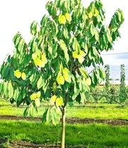 Nieuwe Producten -Kleuren Tuin Verkoopwinkel 9012582416414