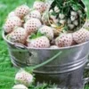 Witte Ananas-aardbei 'Natural White & Aardbeien Hummi´s 'Sengana®'