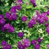 Ramblerroos 'Bleu Magenta' -Kleuren Tuin Verkoopwinkel 9012812578846