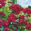 Ramblerroos 'Chevy Chase' -Kleuren Tuin Verkoopwinkel 9012820312094