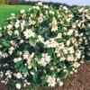Geurende Magnoliahaag 'Fairy' -Kleuren Tuin Verkoopwinkel 9012820475934