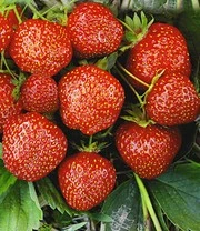 Aardbeien Rariteiten Collectie 'Sengana Selektion® & Natural White' 5 Aardbeien Rariteiten Collectie 'Sengana Selektion® & Natural White' - Afbeelding 3