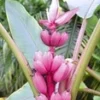 Roze Dwergbanaan -Kleuren Tuin Verkoopwinkel 9012831682590
