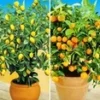 Citroen- En Sinaasappelboompje -Kleuren Tuin Verkoopwinkel 9012832600094