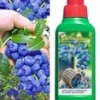 Tros Bosbes 'Reka® Blue' & Bemesting -Kleuren Tuin Verkoopwinkel 9012833550366