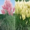 Pampasgras-Collectie -Kleuren Tuin Verkoopwinkel 9012841906206